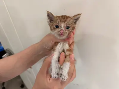 한국 고양이 - 고양이